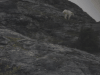 Mountain Goat (Oreamnos americanus)