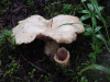 Brittlegill (Russula sp.)