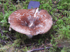 Mushroom