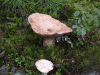 Brittlegill (Russula sp.)