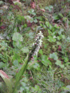 White Bog Orchid (Platanthera dilatata)