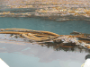 Bullwhip Kelp (Nereocystis luetkeana)