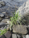 American Dune Grass (Leymus mollis)