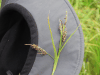 Lyngbye's Sedge (Carex lyngbyei)