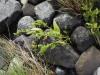 Gmelin's Saltbush (Atriplex gmelinii)