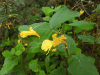 Touch-me-not Balsam (Impatiens noli-tangere)