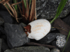 Butter Clam (Saxidomus gigantea)