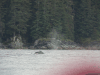 North Pacific Humpback Whale (Megaptera novaeangliae kuzira)