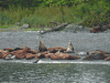 Eastern Steller Sea Lion (Eumetopias jubatus monteriensis)