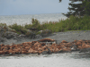 Eastern Steller Sea Lion (Eumetopias jubatus monteriensis)