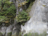 Trees Growing Vertical Cliffs