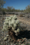 Teddybear Cholla (Cylindropuntia bigelovii)