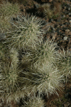 Teddybear Cholla (Cylindropuntia bigelovii)