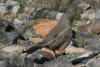 Curve-billed Thrasher (Toxostoma curvirostre)