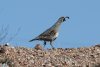 Gambel's Quail (Callipepla gambelii)