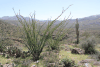 Ocotillo (Fouquieria splendens)