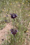 Chia (Salvia columbariae)