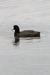 American Coot (Fulica americana)