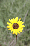 Common Sunflower (Helianthus annuus)