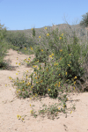 Common Sunflower (Helianthus annuus)