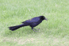 Great-tailed Grackle (Quiscalus mexicanus)