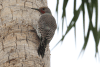 Gilded Flicker (Colaptes chrysoides)