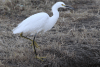 Snowy Egret (Egretta thula)