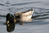 Mallard (Anas platyrhynchos)