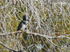 Belted Kingfisher (Megaceryle alcyon)