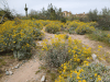 Brittlebush (Encelia farinosa)