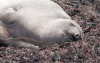 Close-up Female Northern Elephant