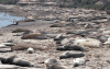 Northern Elephant Seals Colony