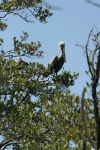 Brown Pelican (Pelecanus occidentalis)