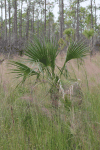 Cabbage Palmetto (Sabal palmetto)