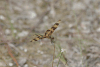 Halloween Pennant (Celithemis eponina)