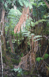 Tree Ferns