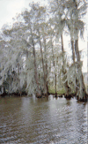 Spanish Moss (Tillandsia usneoides)