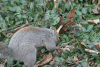 Eastern Gray Squirrel (Sciurus carolinensis)