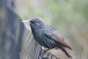 Common Starling (Sturnus vulgaris)