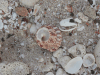 Snail Shell