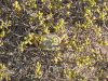 Land Crab Hiding Vegetation