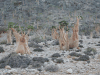 Socotra Desert Rose Forest