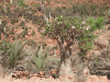 Flowering Socotra Desert Rose