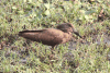 Common Hamerkop (Scopus umbretta umbretta)