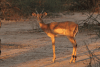 Common Impala (Aepyceros melampus melampus)